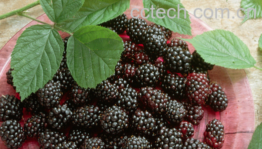 果蔬百科桑椹肉的功效与作用-0