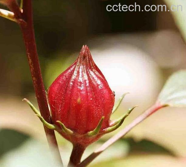 果蔬百科洛神花的功效与作用-0