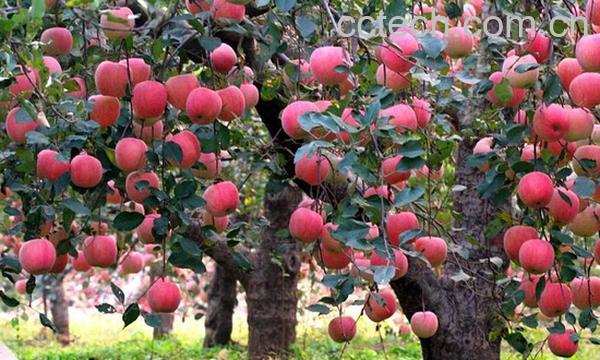 果蔬百科怎么修剪苹果树 苹果树修剪技术-0