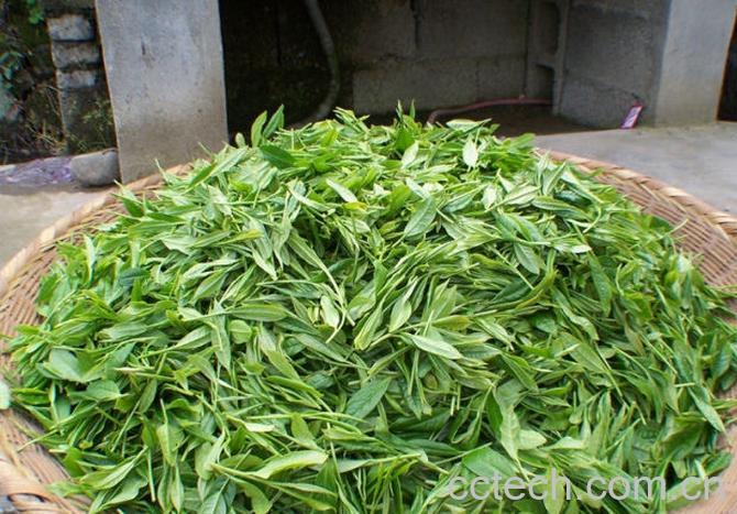 果蔬百科太平猴魁属于什么茶 太平猴魁图片和功效作用-0