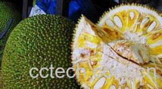 果蔬百科菠萝蜜核的吃法-0