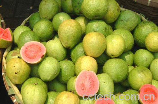 果蔬百科吃番石榴的好处和坏处-0