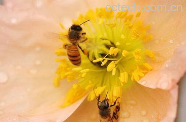 果蔬百科茶花花粉的功效与作用-0