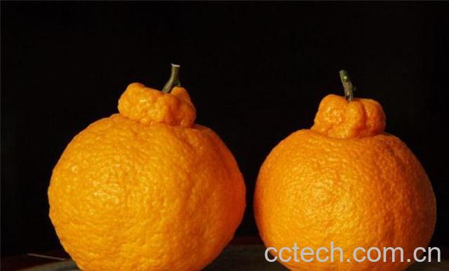 果蔬百科吃丑橘的好处和坏处-0