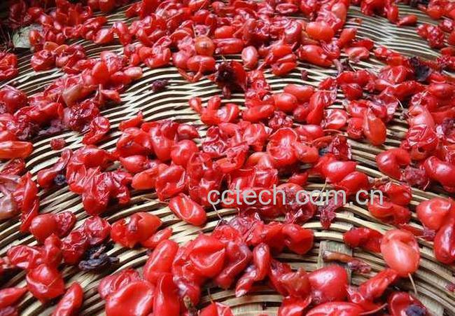 果蔬百科茱萸枣皮的功效与作用-0