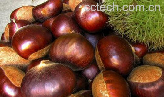 果蔬百科板栗的营养价值与功效-0