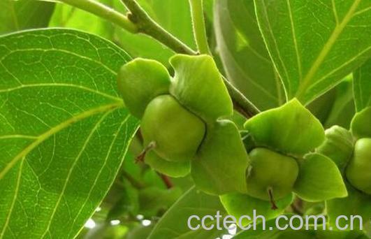 果蔬百科柿子叶的药用价值与作用-0