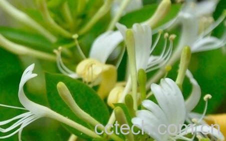 果蔬百科金银花藤功效与作用-0