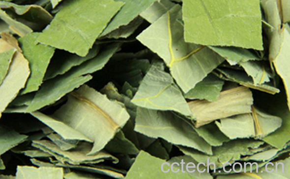 果蔬百科新鲜荷叶茶怎么制作-0