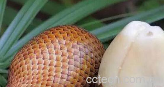 果蔬百科蛇皮果怎么吃-0