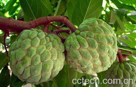 果蔬百科番荔枝的饮食禁忌与保存方法-0