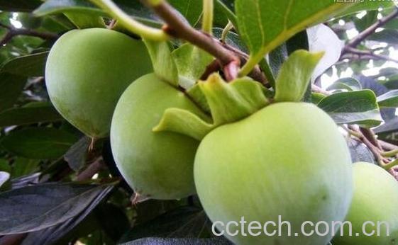 果蔬百科青柿子怎么催熟-0