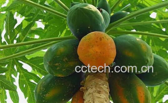 果蔬百科番木瓜的功效与作用-0