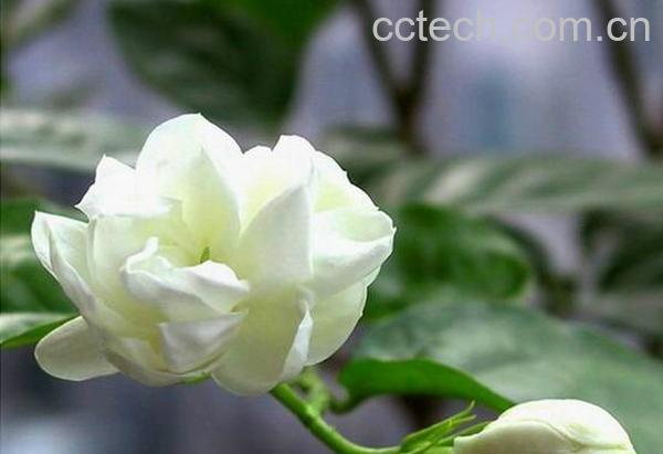 果蔬百科茉莉花泡水喝的功效与作用-0