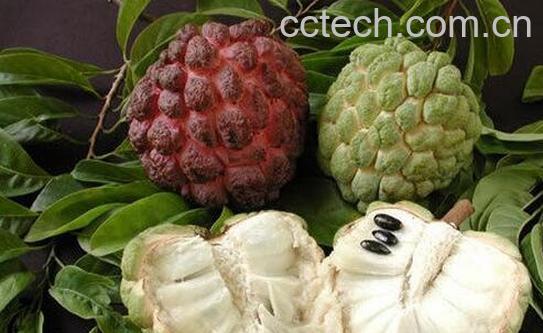 果蔬百科番荔枝的吃法图解-0