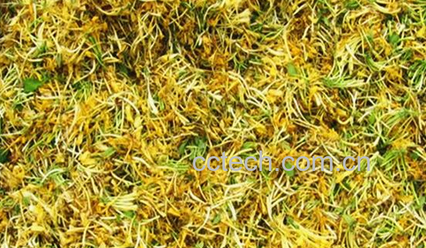 果蔬百科预防感冒的花茶有哪些-0