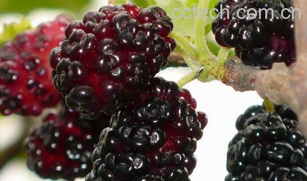 果蔬百科糖尿病人能吃桑葚吗-0