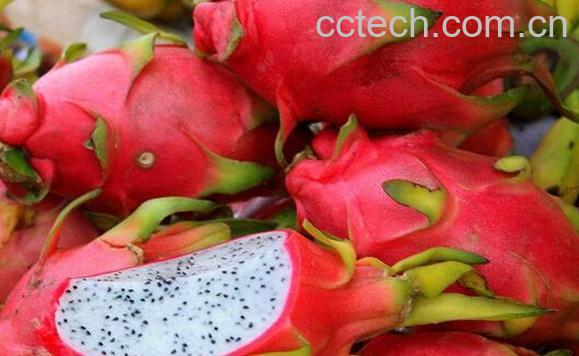 果蔬百科吃火龙果上火吗-0