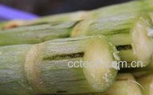 果蔬百科甘蔗的食疗功效与用法-0