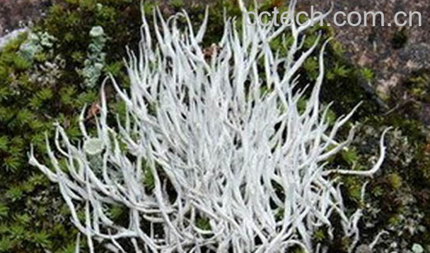 果蔬百科西藏雪茶的功效与作用-0