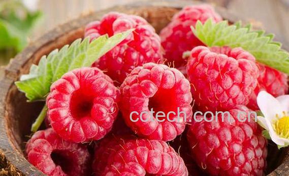 果蔬百科树莓的功效与作用-0