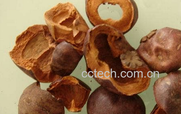 果蔬百科山竹茶的做法与功效-0