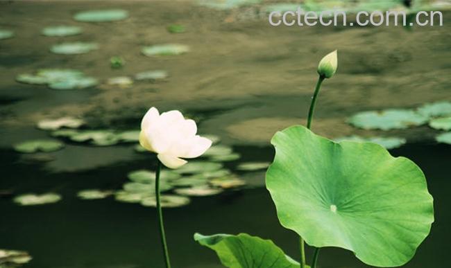 果蔬百科荷叶的营养价值及功效-0