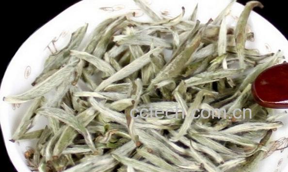 果蔬百科白茶的功效与泡法-0