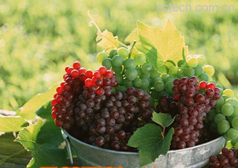 果蔬百科吃葡萄的好处和坏处-0