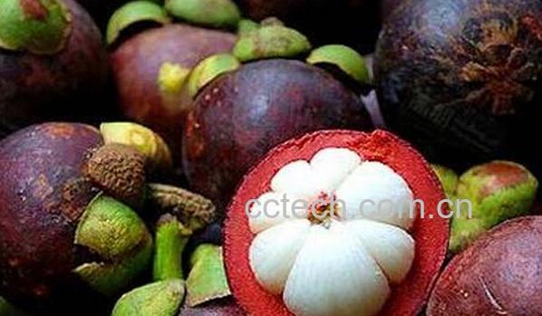 果蔬百科吃山竹的好处和坏处-0