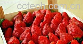 果蔬百科怎么识别草莓是激素打的-0