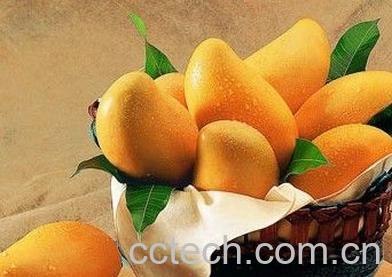 果蔬百科催熟芒果的方法-0