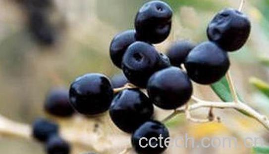 果蔬百科东北野生黑枸杞辨别方法-0