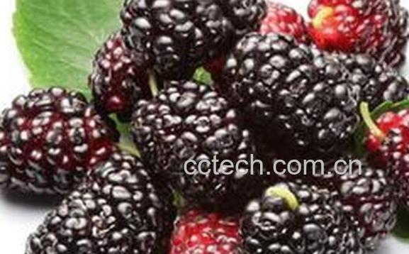 果蔬百科桑葚的药用功效与作用-0