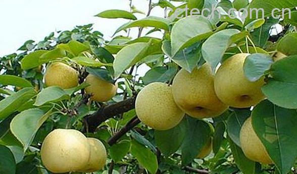 果蔬百科秋季吃什么水果最养生-0