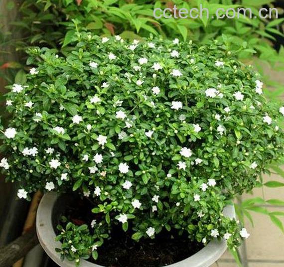 果蔬百科六月雪的养殖方法-0