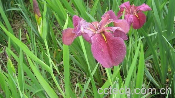 果蔬百科白菖的功效与作用-0