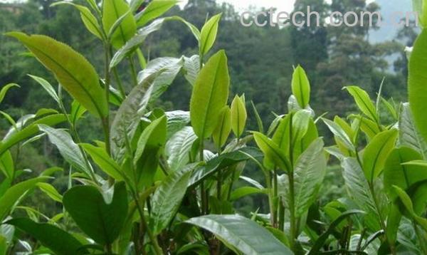 果蔬百科绿春玛玉茶的功效与作用-0