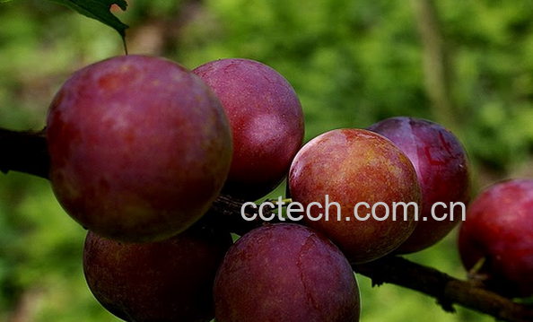 果蔬百科李子的营养价值与功效-0