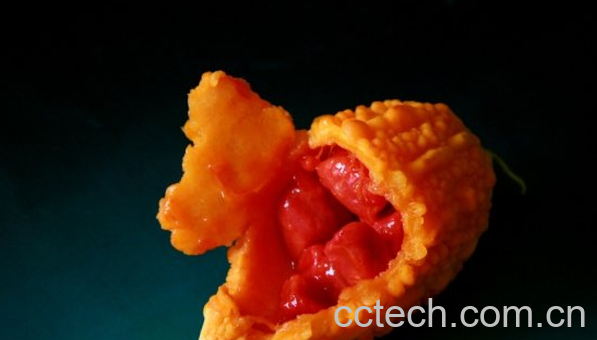 果蔬百科赖葡萄怎么吃-0