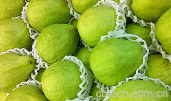 果蔬百科吃番石榴会上火吗-0