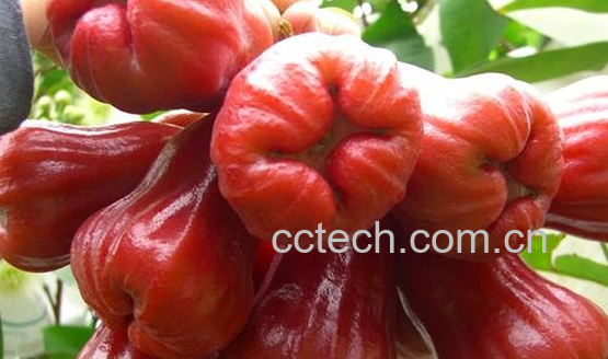 果蔬百科水蒲桃的功效与作用-0