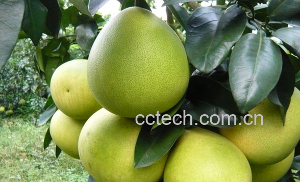 果蔬百科蜜柚的营养价值与功效-0