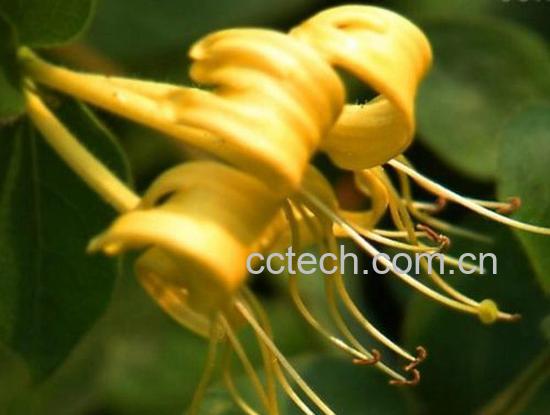 果蔬百科中药金银花的功效作用-0