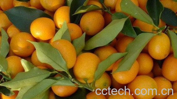 果蔬百科吃水果的禁忌-0