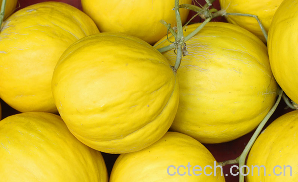 果蔬百科香瓜的功效与作用-0