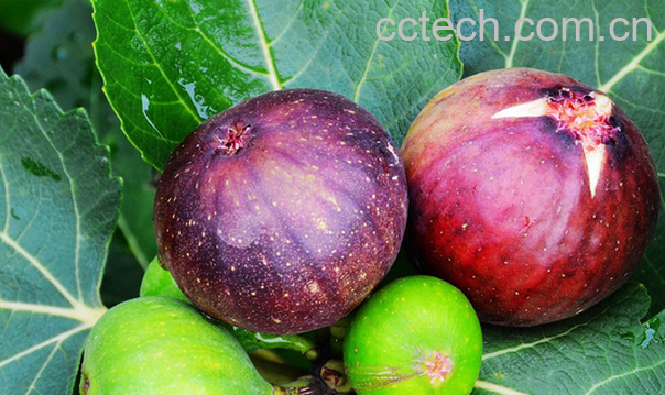 果蔬百科吃无花果的好处有哪些-0