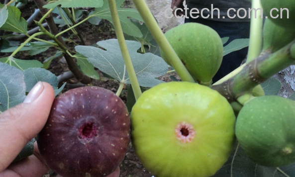 果蔬百科无花果治痔疮-0