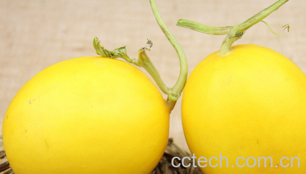 果蔬百科香瓜的食用禁忌-0