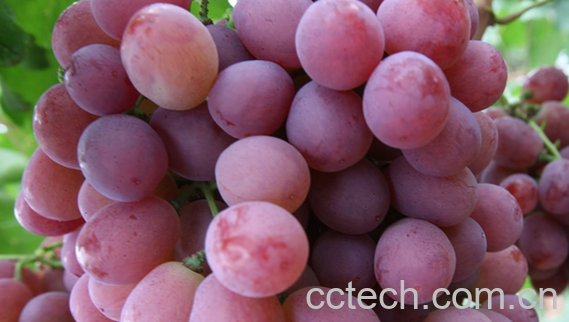果蔬百科葡萄的食用禁忌-0